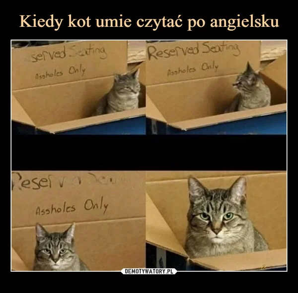 
    Kiedy kot umie czytać po angielsku