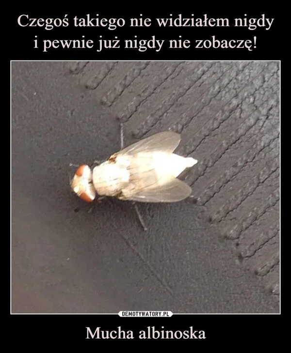 
    Czegoś takiego nie widziałem nigdy i pewnie już nigdy nie zobaczę! Mucha albinoska