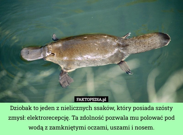 
    Dziobak to jeden z nielicznych ssaków, który posiada szósty zmysł: elektrorecepcję.