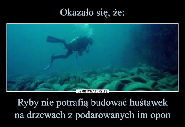 
    Okazało się, że: Ryby nie potrafią budować huśtawek na drzewach z podarowanych im opon