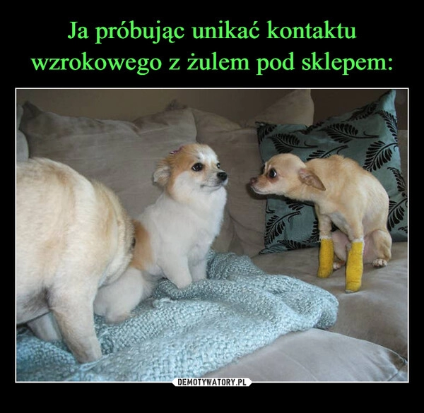 
    Ja próbując unikać kontaktu wzrokowego z żulem pod sklepem: