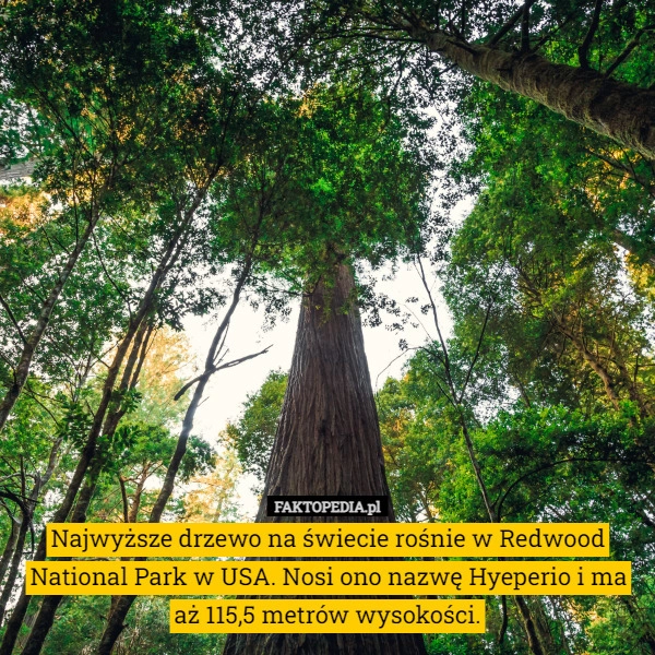 
    Najwyższe drzewo na świecie rośnie w Redwood National Park w USA. Nosi ono