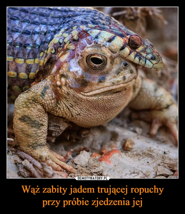 
    
Wąż zabity jadem trującej ropuchy
przy próbie zjedzenia jej 