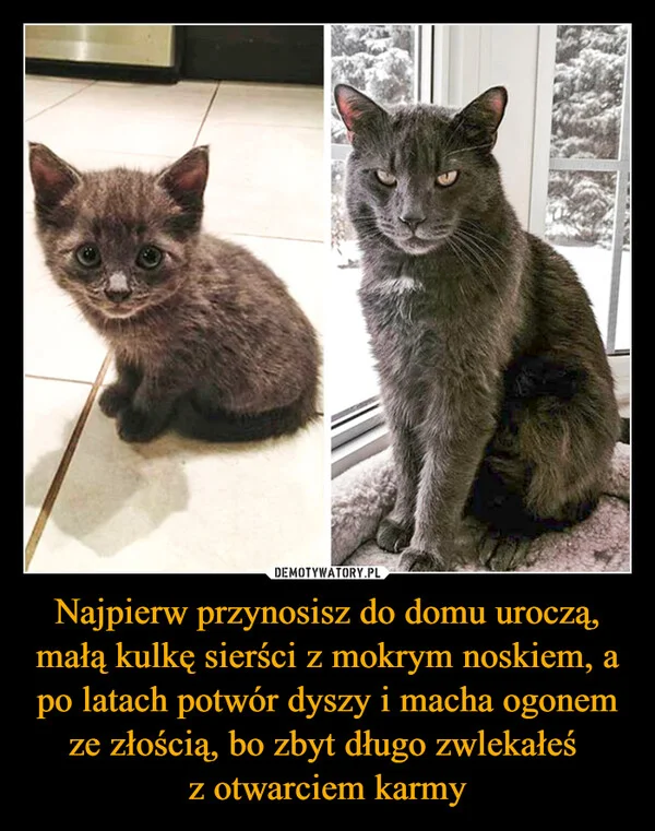 
    Najpierw przynosisz do domu uroczą, małą kulkę sierści z mokrym noskiem, a po latach potwór dyszy i macha ogonem ze złością, bo zbyt długo zwlekałeś z otwarciem karmy