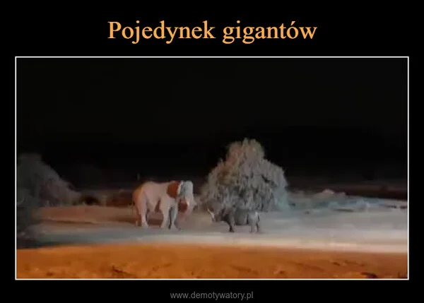 Pojedynek gigantów