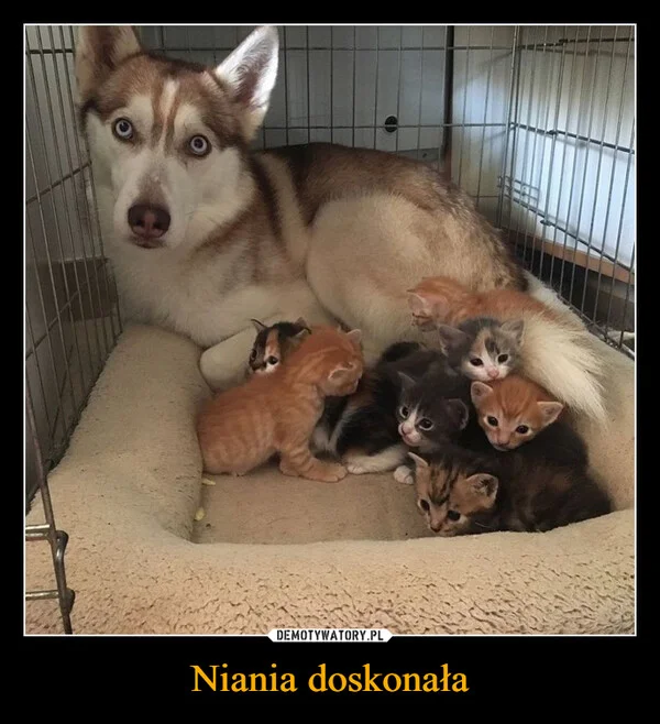 
    Niania doskonała