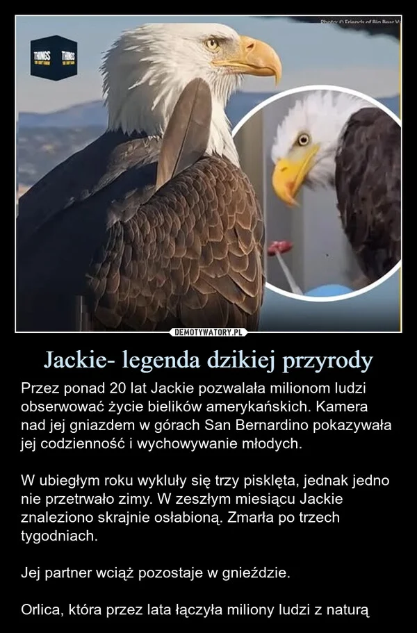 
    Jackie- legenda dzikiej przyrody