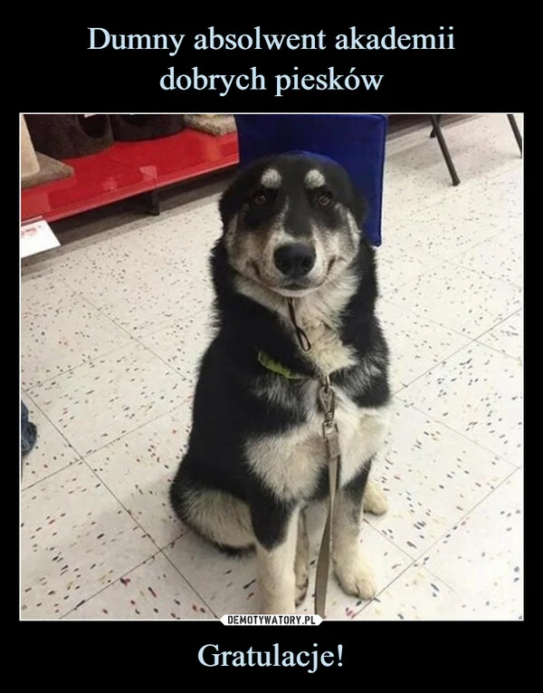 
    Dumny absolwent akademii dobrych piesków Gratulacje!