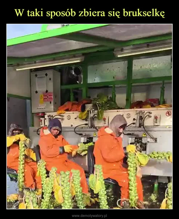 
    W taki sposób zbiera się brukselkę