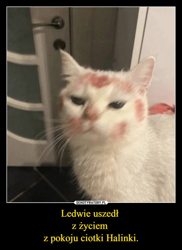 
    Ledwie uszedł z życiem z pokoju ciotki Halinki.