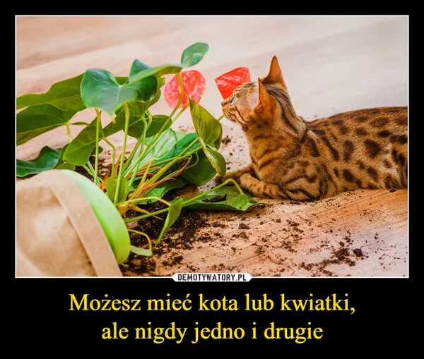 Możesz mieć kota lub kwiatki, ale nigdy jedno i drugie