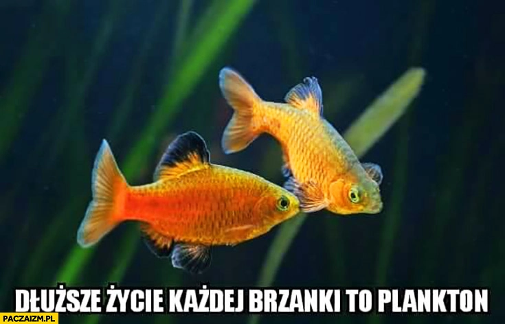 
    Dłuższe życie każdej brzanki to plankton ryby rybki Calgon
