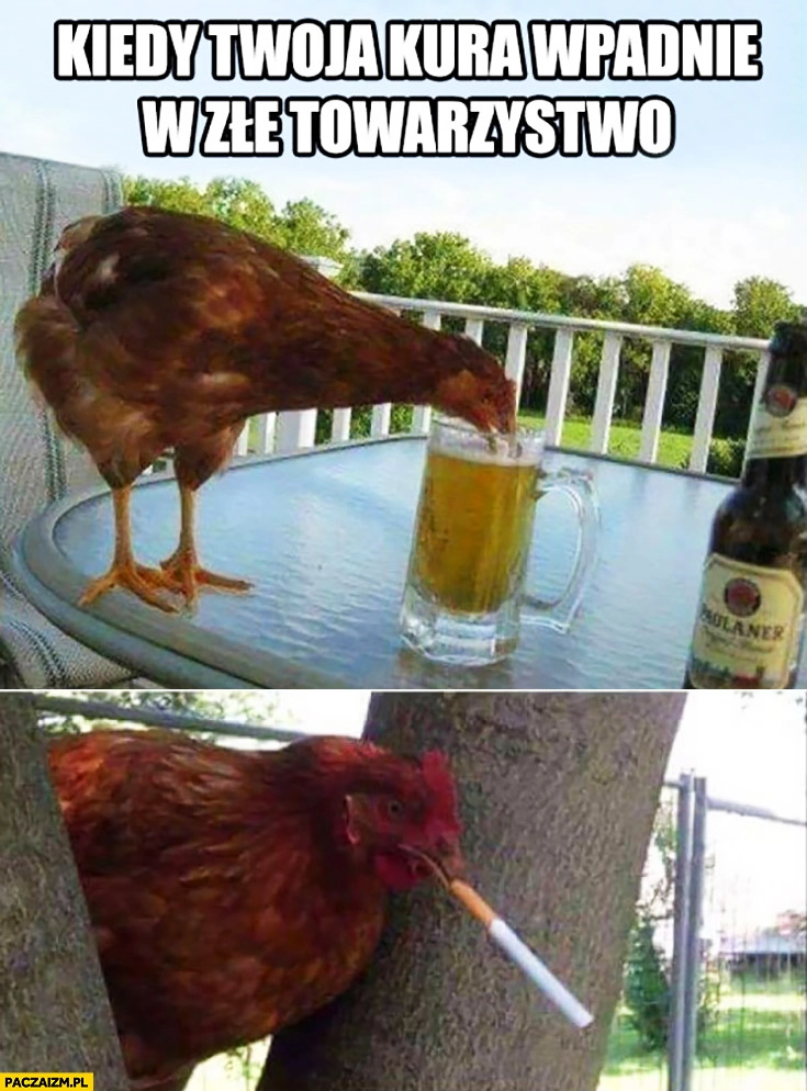 
    Kiedy Twoja kura wpadnie w złe towarzystwo pije piwo pali papierosy