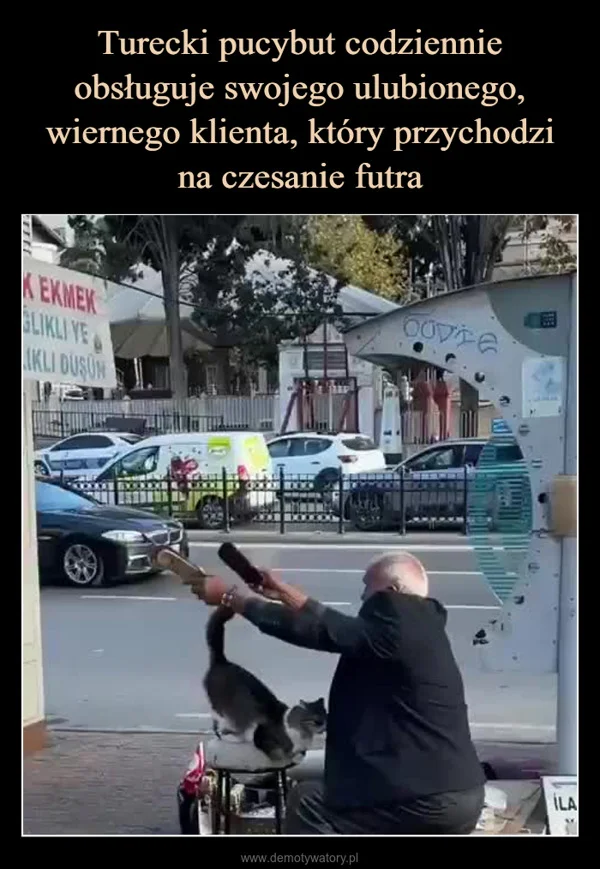 
    Turecki pucybut codziennie obsługuje swojego ulubionego, wiernego klienta, który przychodzi na czesanie futra