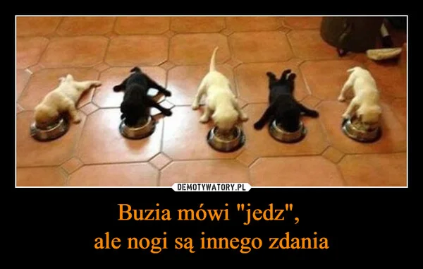 
    Buzia mówi 