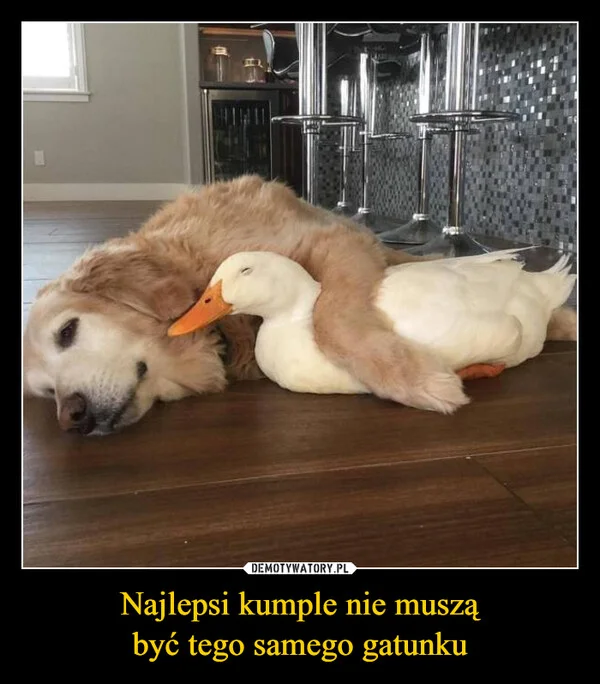 
    Najlepsi kumple nie muszą być tego samego gatunku