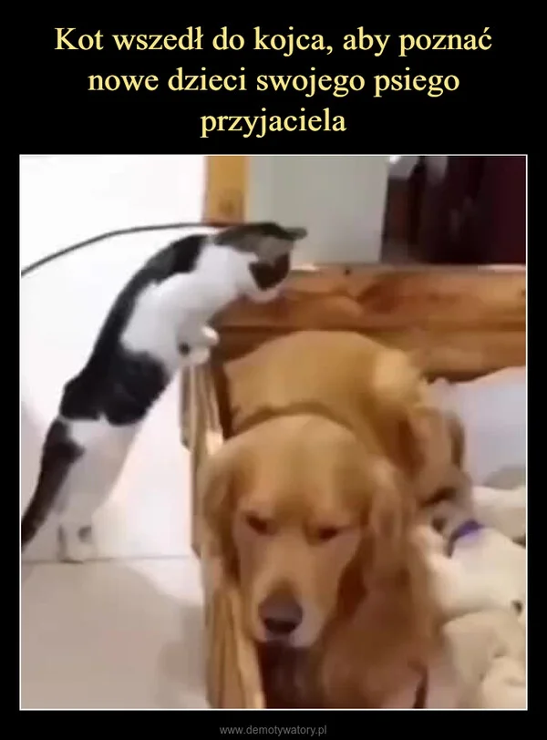 
    Kot wszedł do kojca, aby poznać nowe dzieci swojego psiego przyjaciela