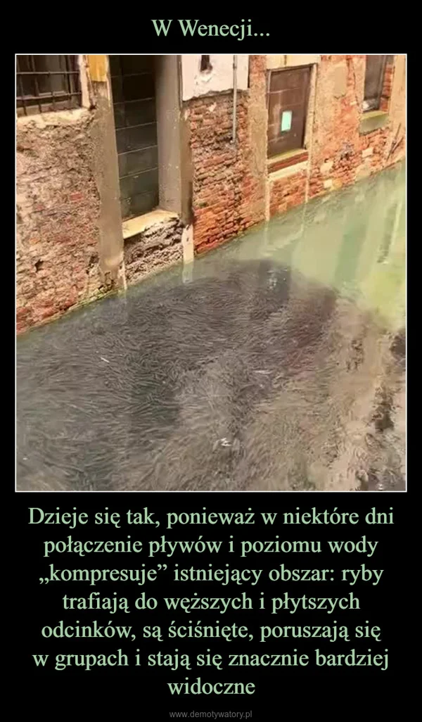 
    W Wenecji... Dzieje się tak, ponieważ w niektóre dni połączenie pływów i poziomu wody „kompresuje” istniejący obszar: ryby trafiają do węższych i płytszych odcinków, są ściśnięte, poruszają się w grupach i stają się znacznie bardziej widoczne