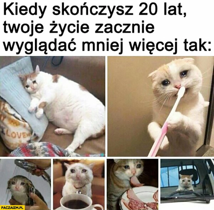 
    Kiedy skończysz 20 lat Twoje życie zacznie wyglądać mniej więcej tak smutny kot