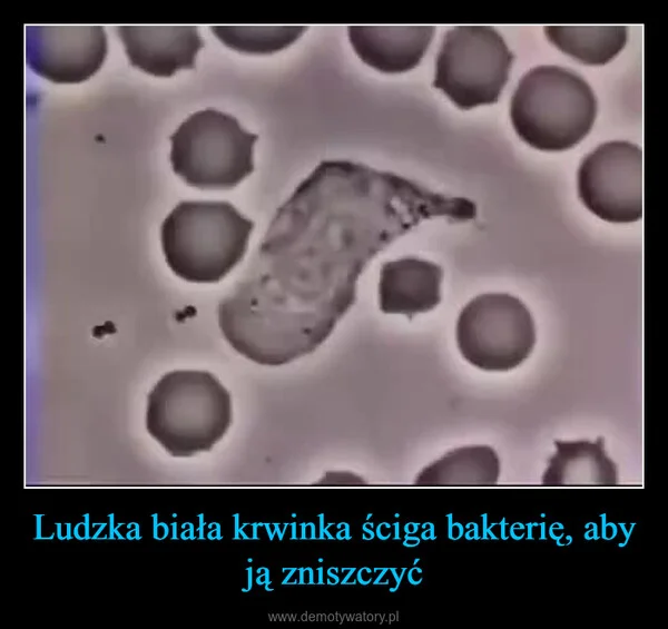 
    Ludzka biała krwinka ściga bakterię, aby ją zniszczyć