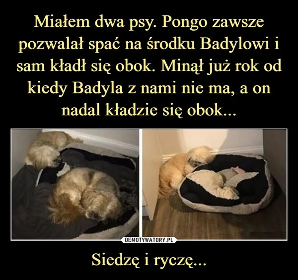
    Miałem dwa psy. Pongo zawsze pozwalał spać na środku Badylowi i sam kładł się obok. Minął już rok od kiedy Badyla z nami nie ma, a on nadal kładzie się obok... Siedzę i ryczę...
