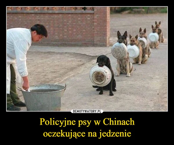 
    Policyjne psy w Chinach oczekujące na jedzenie