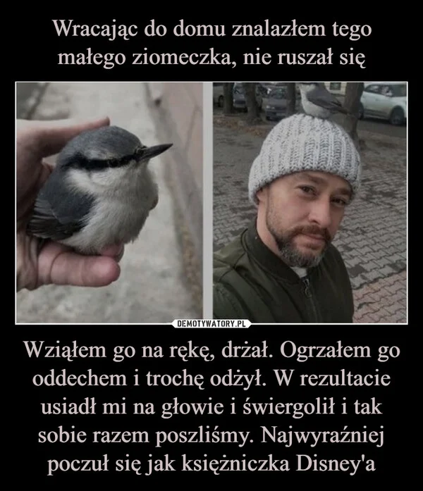 
    Wracając do domu znalazłem tego małego ziomeczka, nie ruszał się Wziąłem go na rękę, drżał. Ogrzałem go oddechem i trochę odżył. W rezultacie usiadł mi na głowie i świergolił i tak sobie razem poszliśmy. Najwyraźniej poczuł się jak księżniczka Disney'a