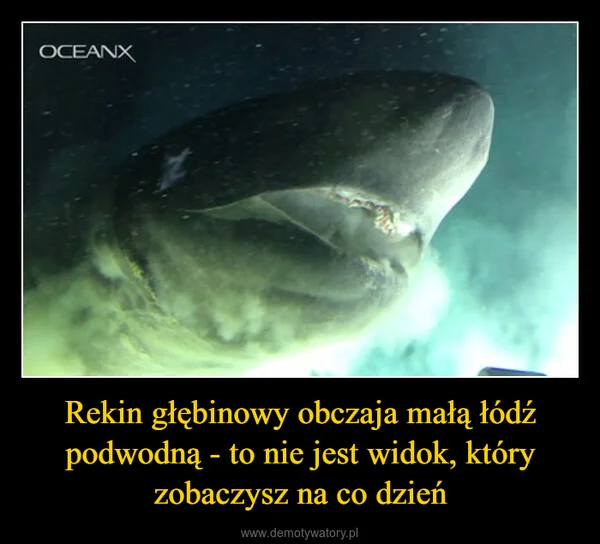 
    Rekin głębinowy obczaja małą łódź podwodną - to nie jest widok, który zobaczysz na co dzień