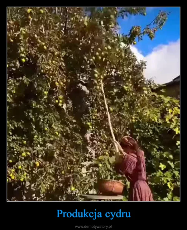 
    Produkcja cydru