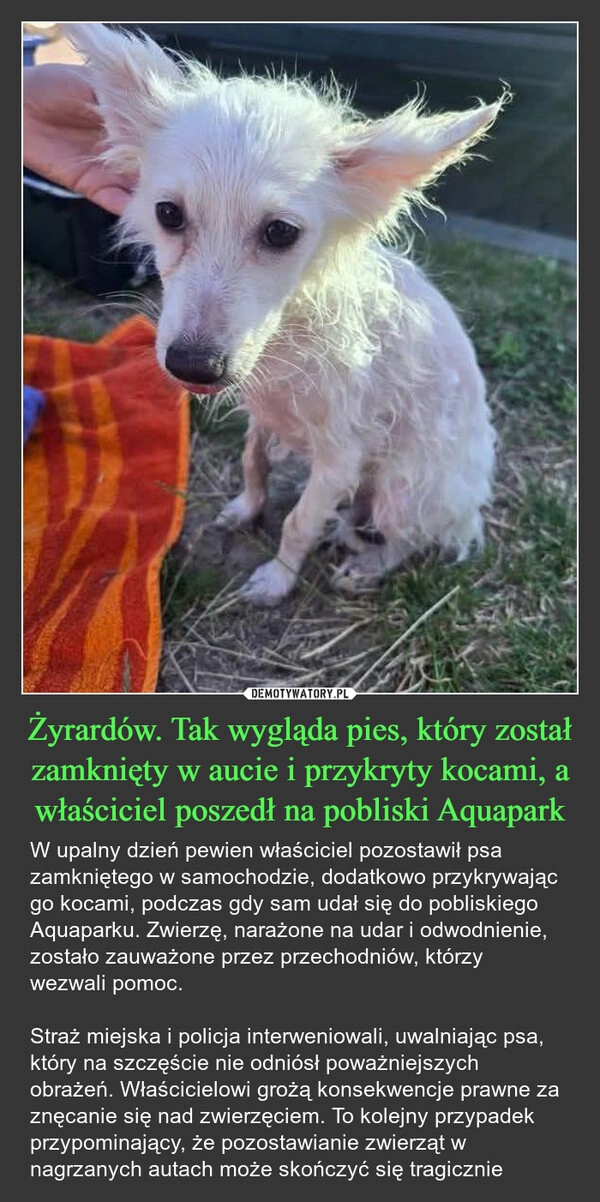 
    Żyrardów. Tak wygląda pies, który został zamknięty w aucie i przykryty kocami, a właściciel poszedł na pobliski Aquapark