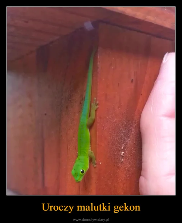 
    Uroczy malutki gekon