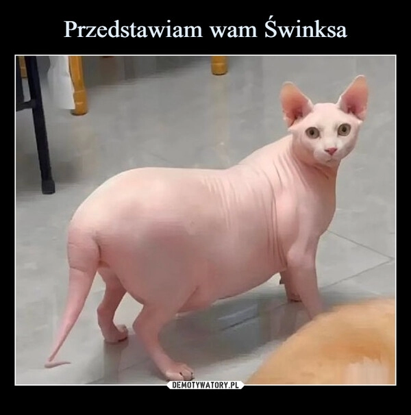 
    Przedstawiam wam Świnksa