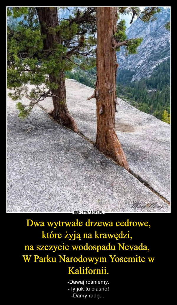 
    Dwa wytrwałe drzewa cedrowe,
które żyją na krawędzi, 
na szczycie wodospadu Nevada, 
W Parku Narodowym Yosemite w Kalifornii.