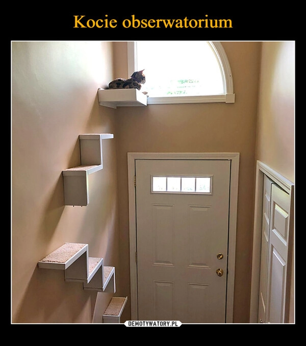 
    Kocie obserwatorium