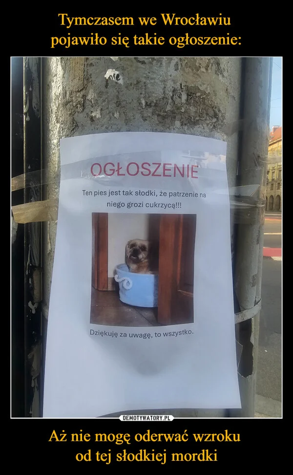 
    Tymczasem we Wrocławiu pojawiło się takie ogłoszenie: Aż nie mogę oderwać wzroku od tej słodkiej mordki