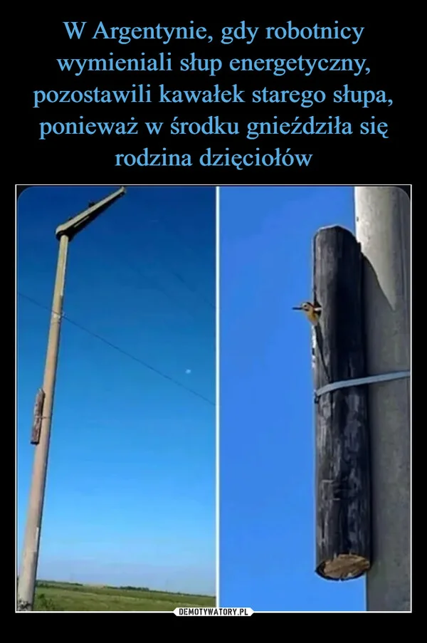 
    W Argentynie, gdy robotnicy wymieniali słup energetyczny, pozostawili kawałek starego słupa, ponieważ w środku gnieździła się rodzina dzięciołów