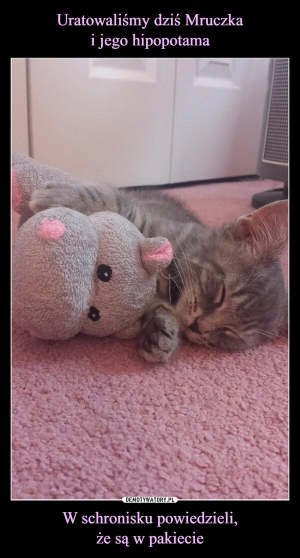
    Uratowaliśmy dziś Mruczka i jego hipopotama W schronisku powiedzieli, że są w pakiecie