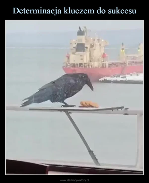 
    Determinacja kluczem do sukcesu