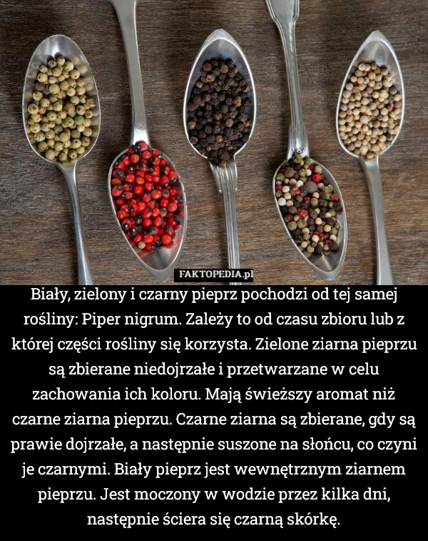 
    Biały, zielony i czarny pieprz pochodzi od tej samej rośliny: Piper nigrum.