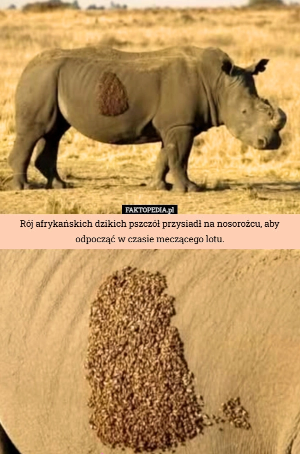 
    Rój afrykańskich dzikich pszczół przysiadł na nosorożcu, aby odpocząć w