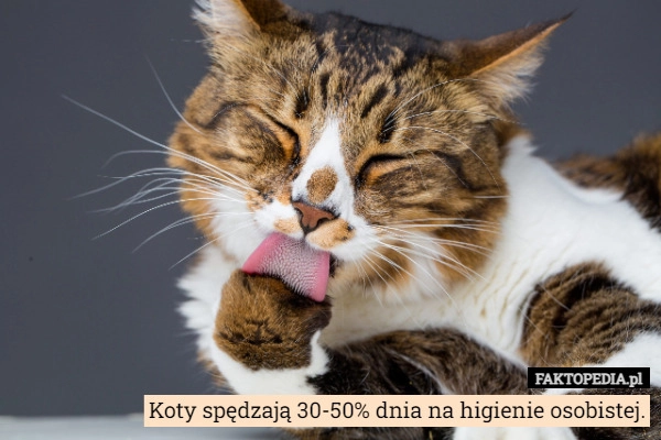 
    Koty spędzają 30-50% dnia na higienie osobistej.