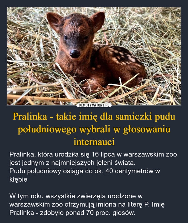 
    Pralinka - takie imię dla samiczki pudu południowego wybrali w głosowaniu internauci