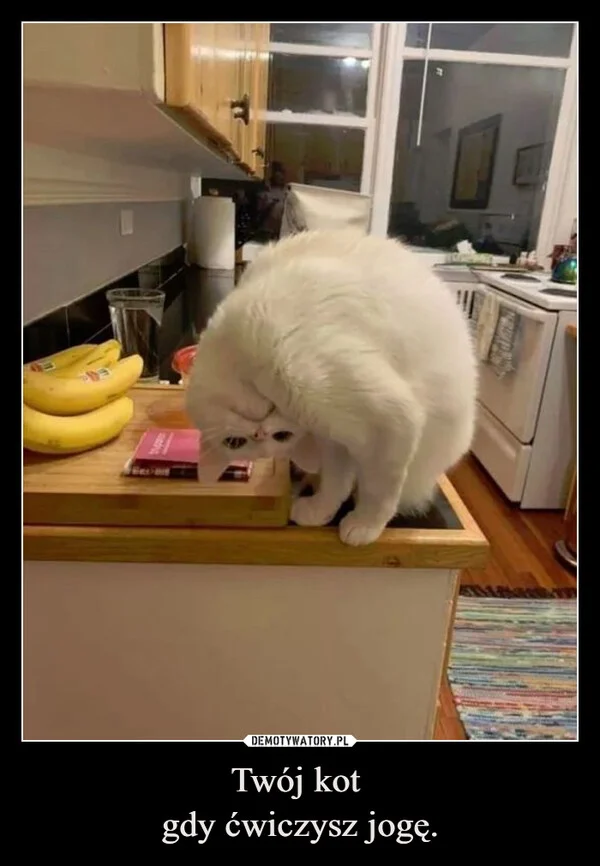 
    Twój kot gdy ćwiczysz jogę.