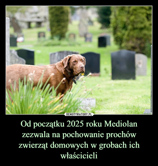 
    Od początku 2025 roku Mediolan zezwala na pochowanie prochów zwierząt domowych w grobach ich właścicieli