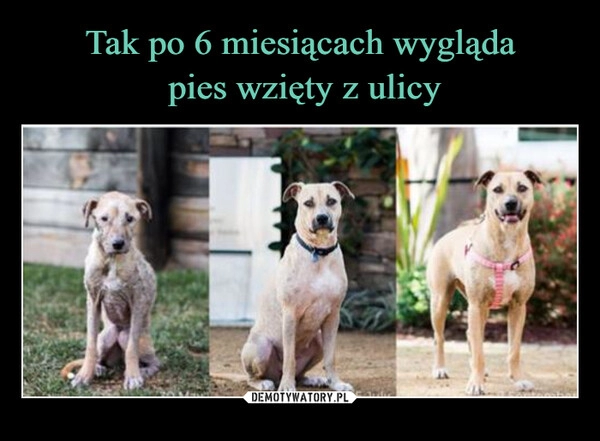 
    Tak po 6 miesiącach wygląda
 pies wzięty z ulicy