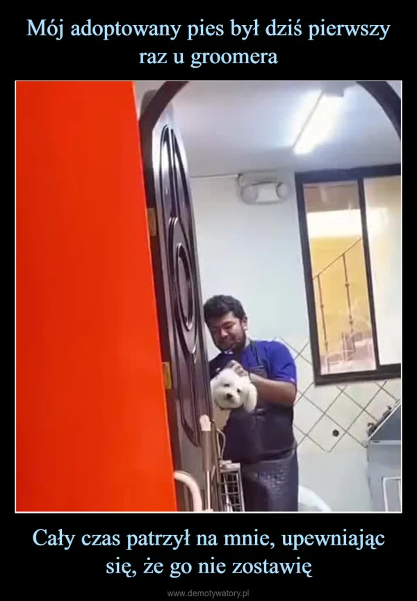 
    Mój adoptowany pies był dziś pierwszy raz u groomera Cały czas patrzył na mnie, upewniając się, że go nie zostawię