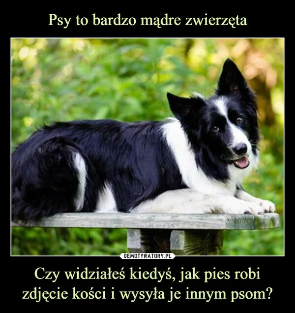 
    Psy to bardzo mądre zwierzęta Czy widziałeś kiedyś, jak pies robi zdjęcie kości i wysyła je innym psom?