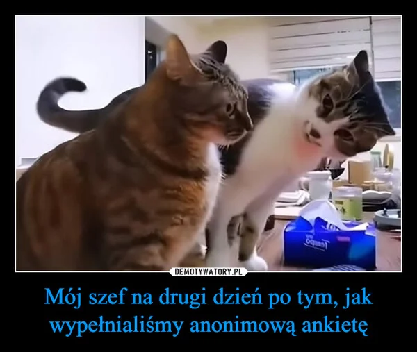 
    Mój szef na drugi dzień po tym, jak wypełnialiśmy anonimową ankietę