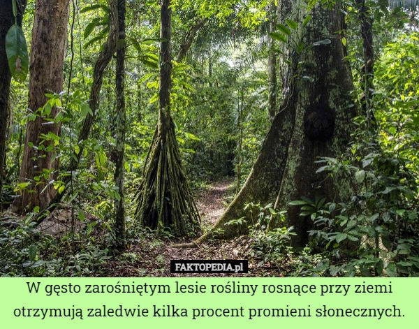 
    W gęsto zarośniętym lesie rośliny rosnące przy ziemi otrzymują zaledwie