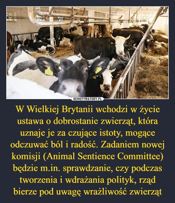 
    W Wielkiej Brytanii wchodzi w życie ustawa o dobrostanie zwierząt, która uznaje je za czujące istoty, mogące odczuwać ból i radość. Zadaniem nowej komisji (Animal Sentience Committee) będzie m.in. sprawdzanie, czy podczas tworzenia i wdrażania polityk, rząd bierze pod uwagę wrażliwość zwierząt